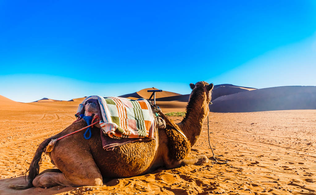 Désert Marocain