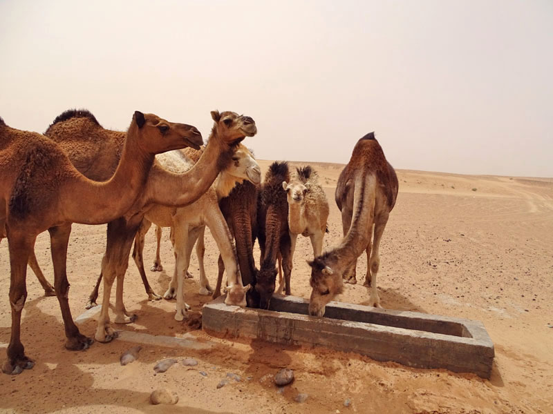 Chameau Maroc